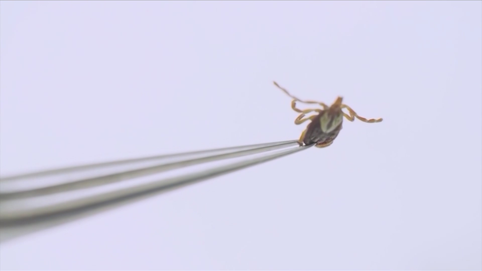 Preventing and treating tick illnesses during record high season