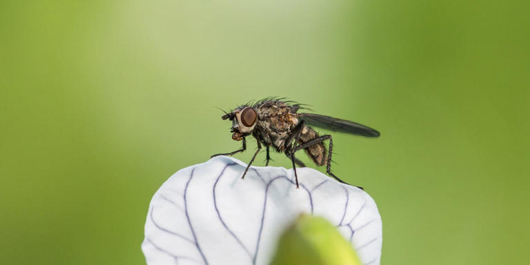 Banish flies from your patio this summer by using a 35p fruit bowl staple