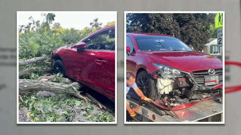 Tree falls on moving car, woman gets $1,250 cleanup bill