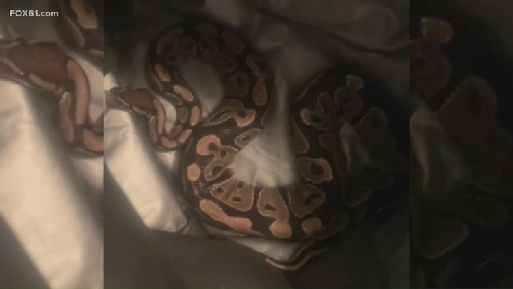 Curated visual reference: Visual Reference: East Hartford Family Finds Ball Python Inside Apartment Father