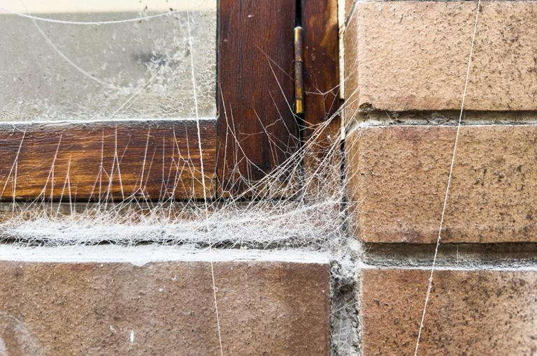 Cooler weather warning as 'most dangerous spider' heading into homes