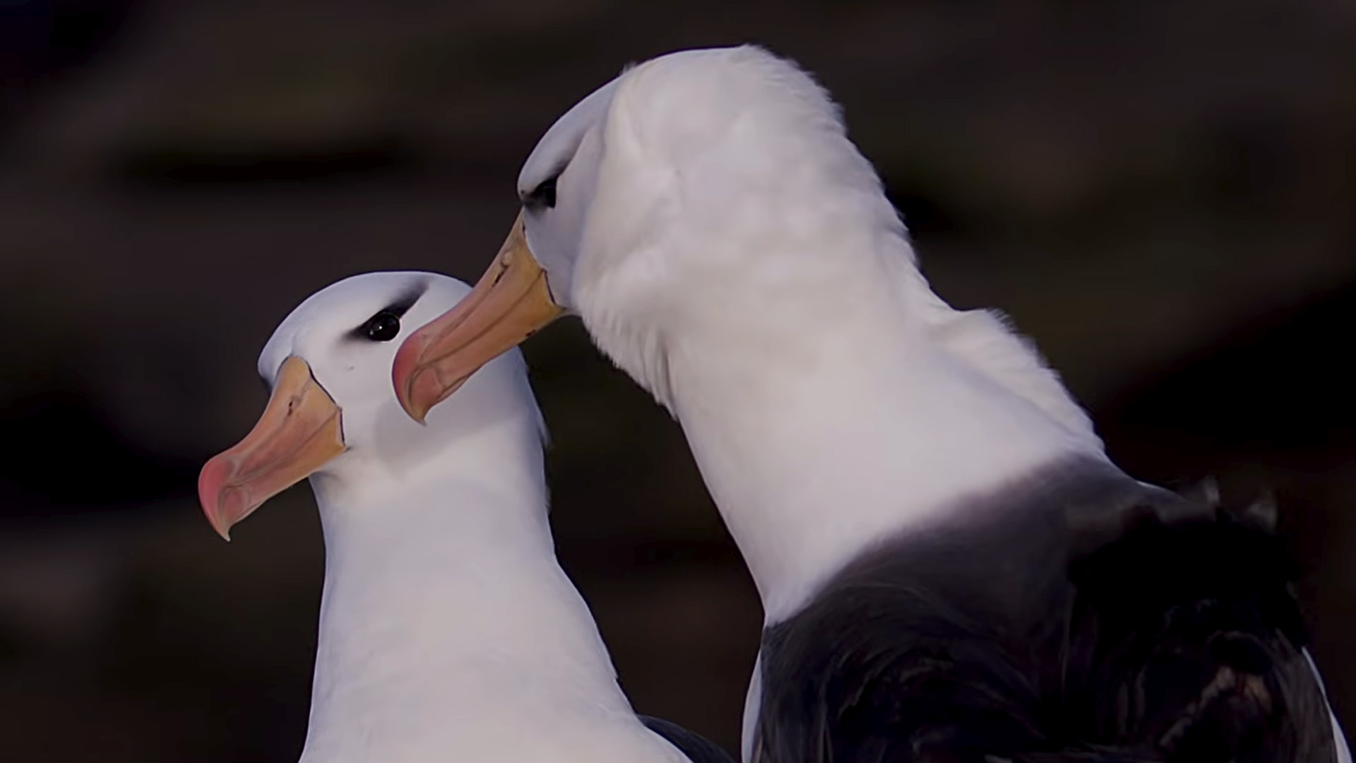 Capturing rare wildlife moments on the Falkland Islands