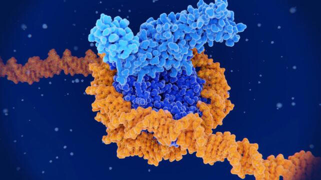 Age-related 'unraveling' of DNA may be reversible, study suggests