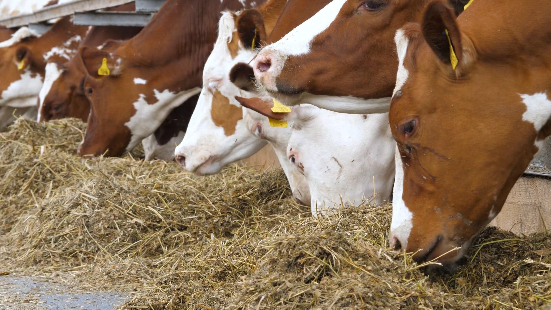 North East England rural crime rises as farm theft costs increase