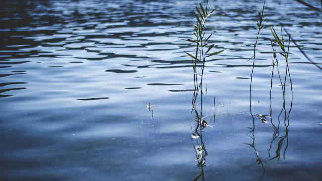 South Carolina toddler dies after wandering from home, found in pond