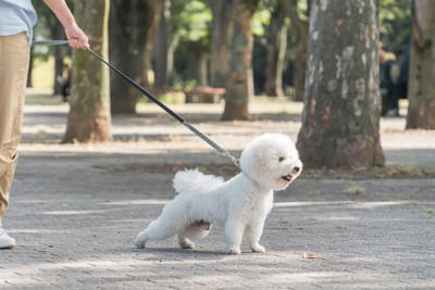 犬に絶対NGな『リードの持ち方』５選 重大な事故やケガを引き起こすタブー行為まで