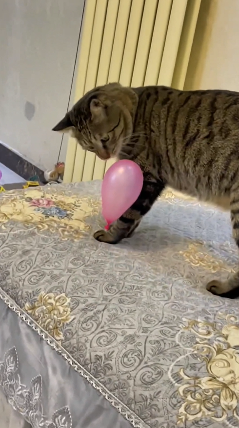 Curious cat’s balloon adventure