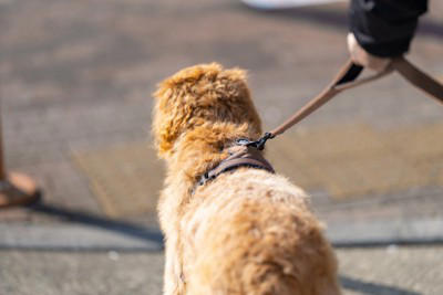 犬に絶対NGな『リードの持ち方』５選 重大な事故やケガを引き起こすタブー行為まで