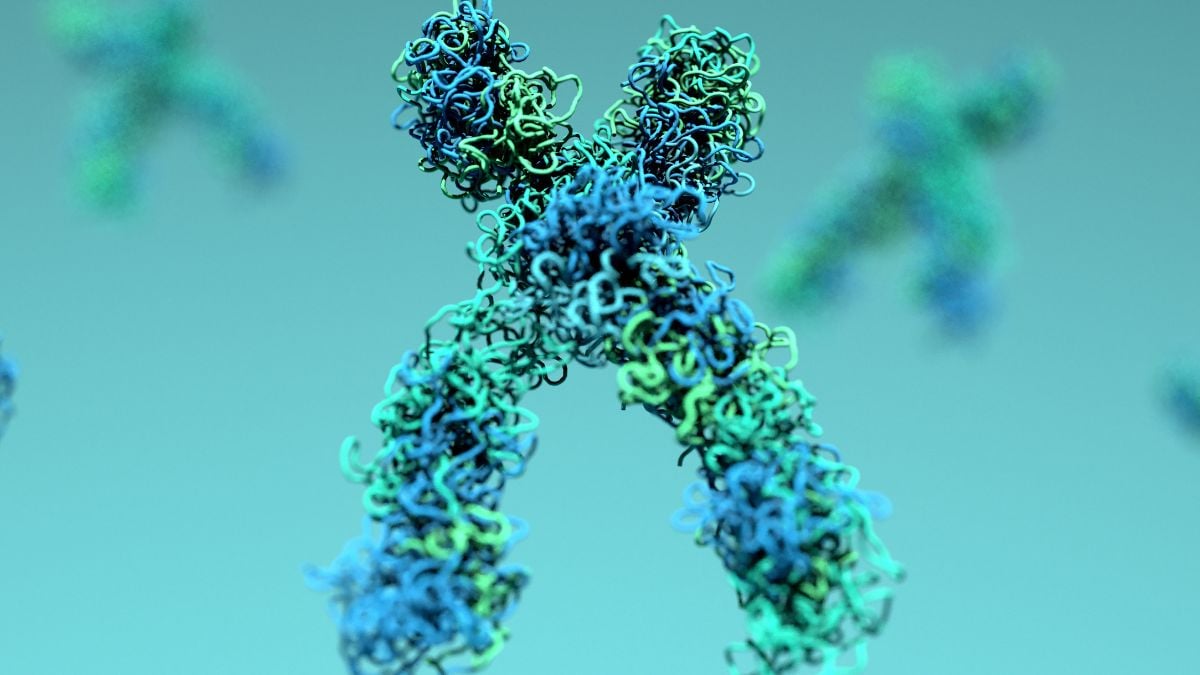 Age-related 'unraveling' of DNA may be reversible, study suggests