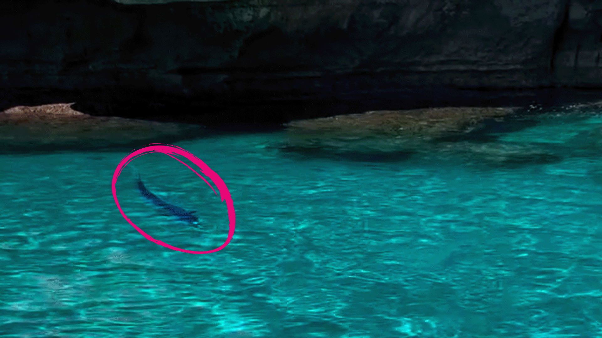 Mysteriöses Meeresraubtier vor Mallorca gesichtet