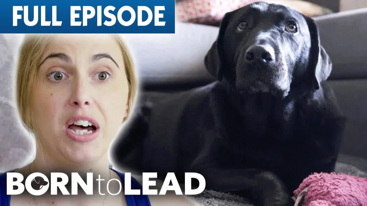 Moving day is daunting for the blind - but her guide dog shows true loyalty