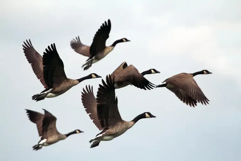Animals that use storm systems to hunt, migrate, or survive