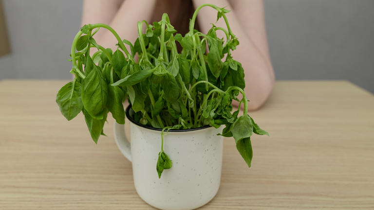 Basil wilting? 5 causes and quick fixes to revive it