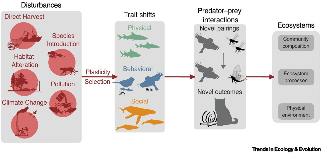 Humans reshape predator-prey rules across food webs, creating a ...