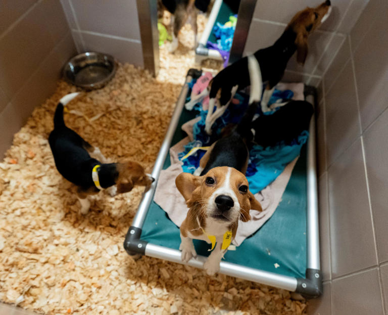 From the first raid to now, a timeline of controversy at Ridglan beagle ...