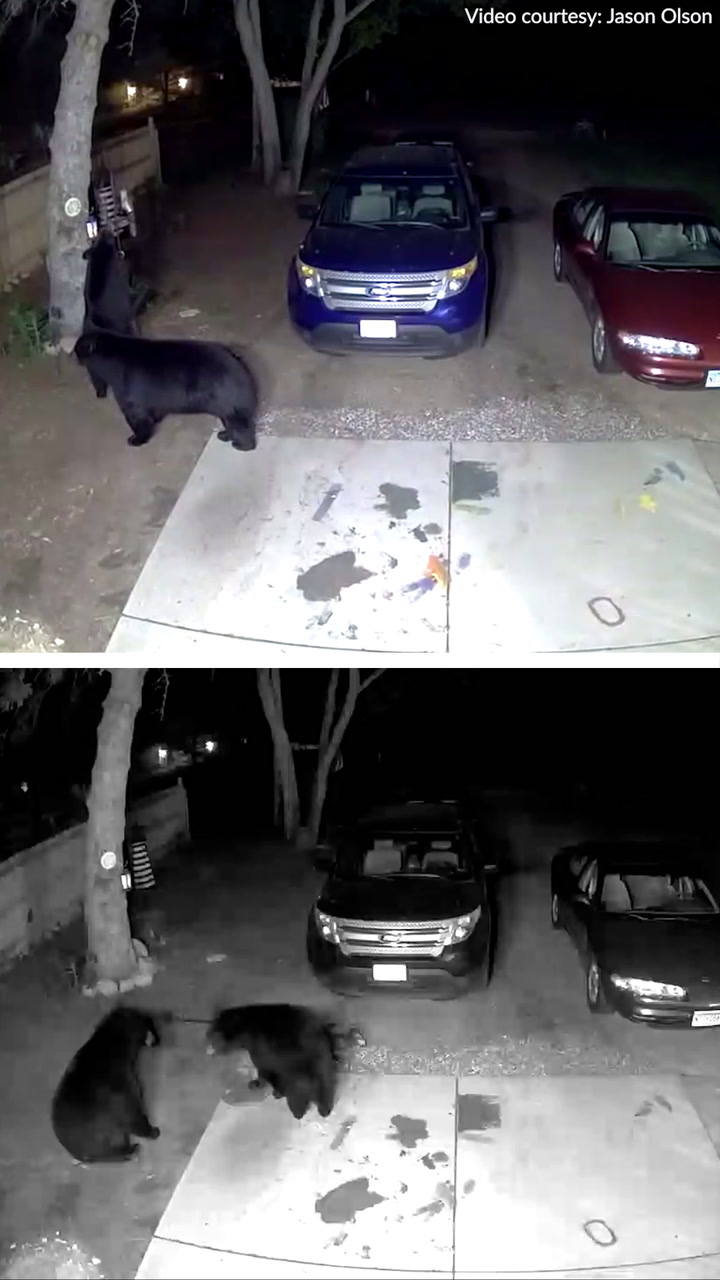 Watch: Black bears run amuck in Elk River yard