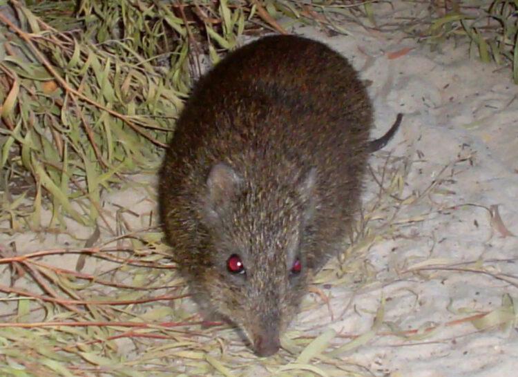 Scientists are using animal poop to save one of the world’s rarest ...
