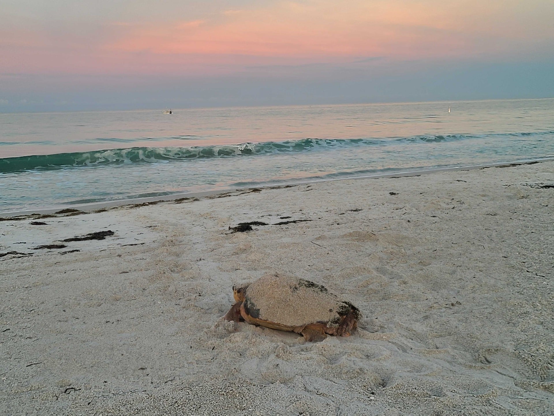 Turtle and bird nesting season fully underway on Anna Maria Island
