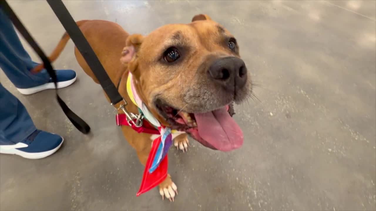 Mega dog adoption festival in Plant City waives all fees for fur-ever ...