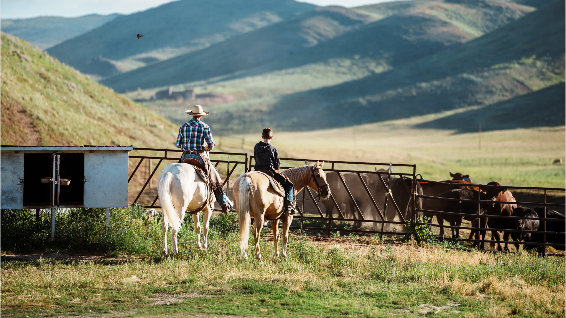 America's shrinking cattle herd keeps beef prices high