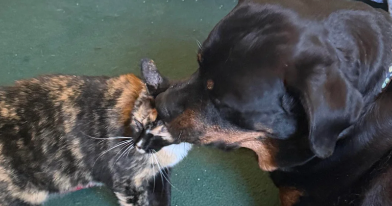'My dog: the cat whisperer': Rottweiler finds floofy kitten in old well ...