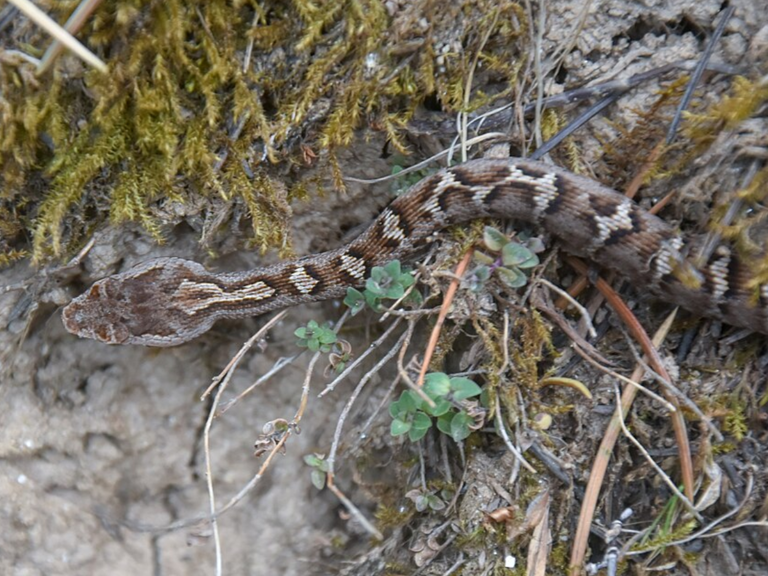 Scientists thought this venomous Himalayan snake was one species since ...