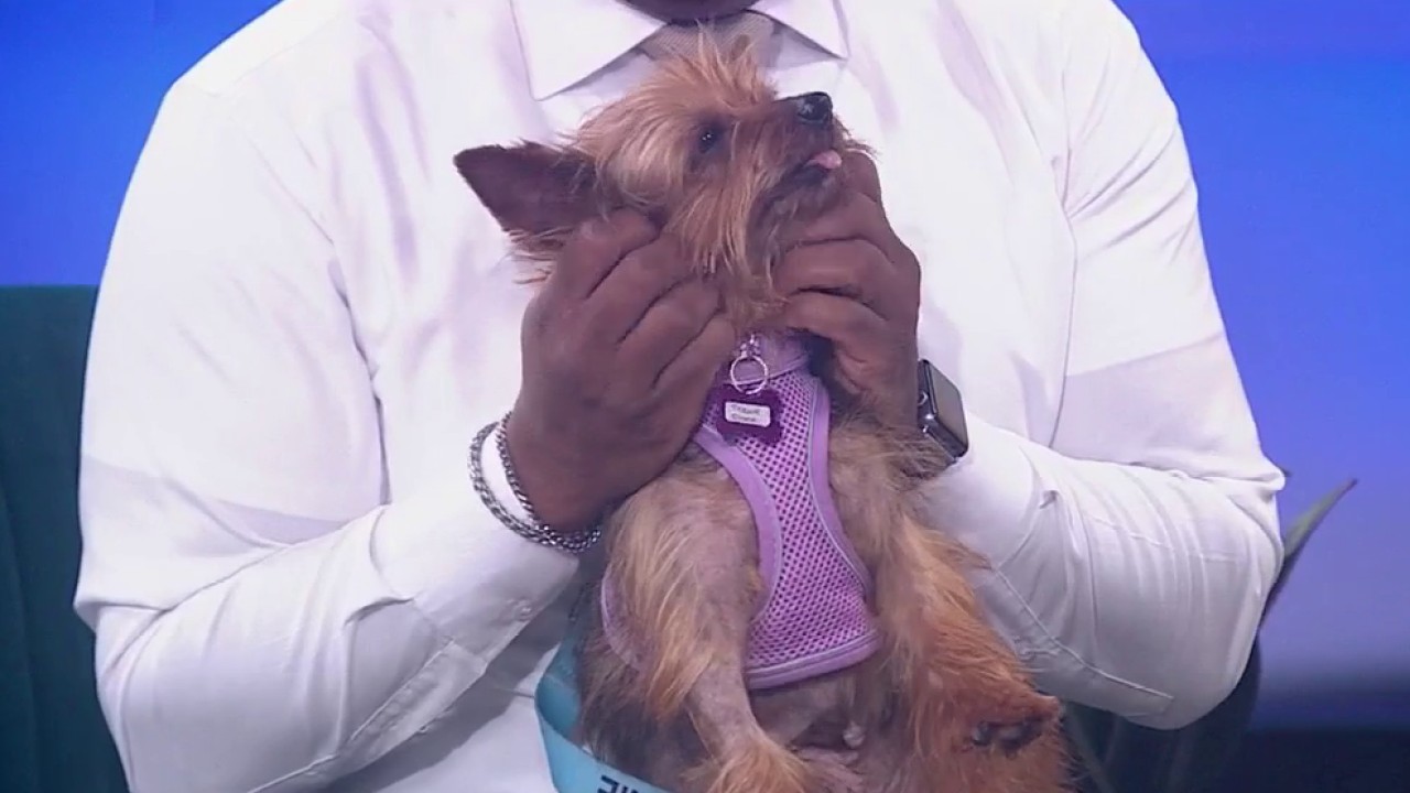 Muttville hosts ‘Smooch a Pooch’ adoptathon to help senior dogs find homes