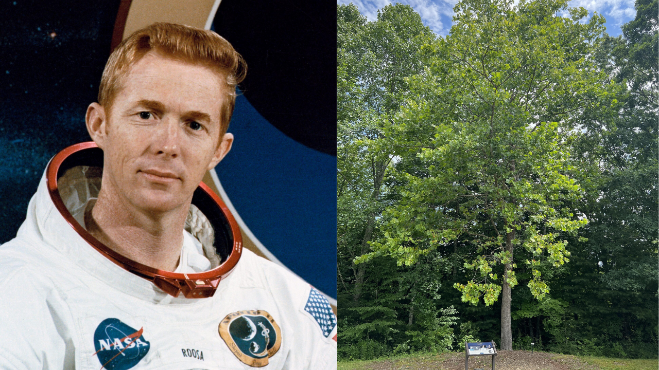 Meet the moon trees: Apollo 14 astronaut carried hundreds of tree seeds ...