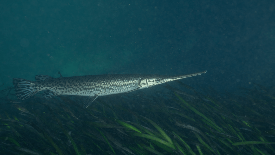 Kansas man breaks over 50-year-old fishing record for longnose gar