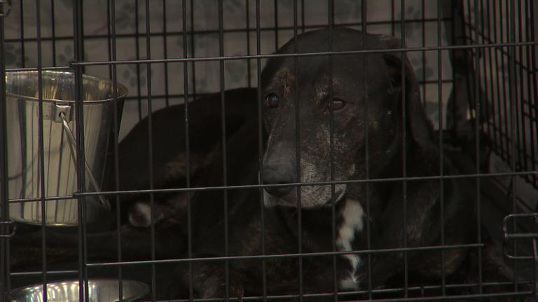 Hundreds of dogs looking for second chance at mega adoption event in ...