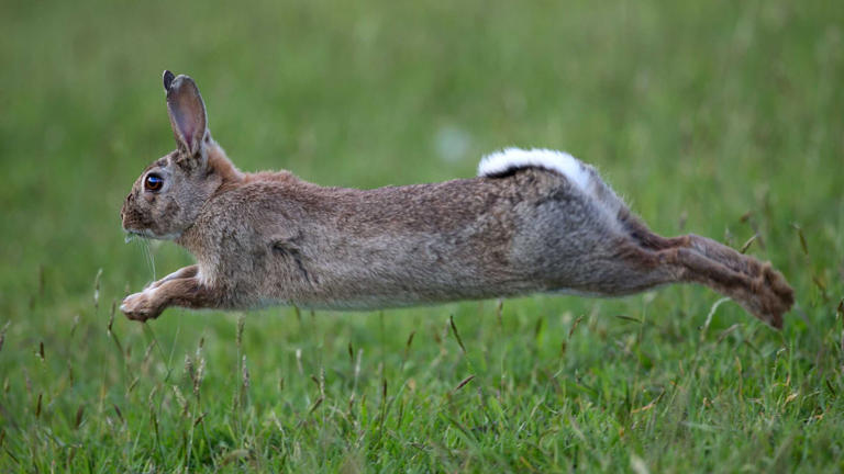 Scientists target rabbit fertility in radical new pest-control plan