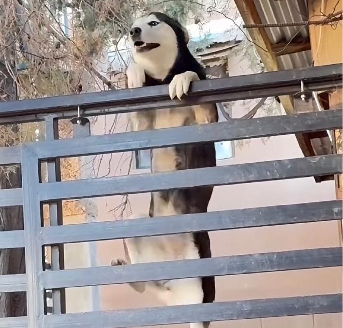 Cachorrinho Viraliza ao Escalar Portão para Fugir