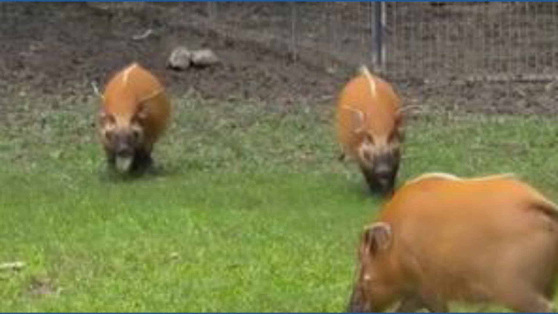 4 red river hogs have birthday party at Memphis Zoo