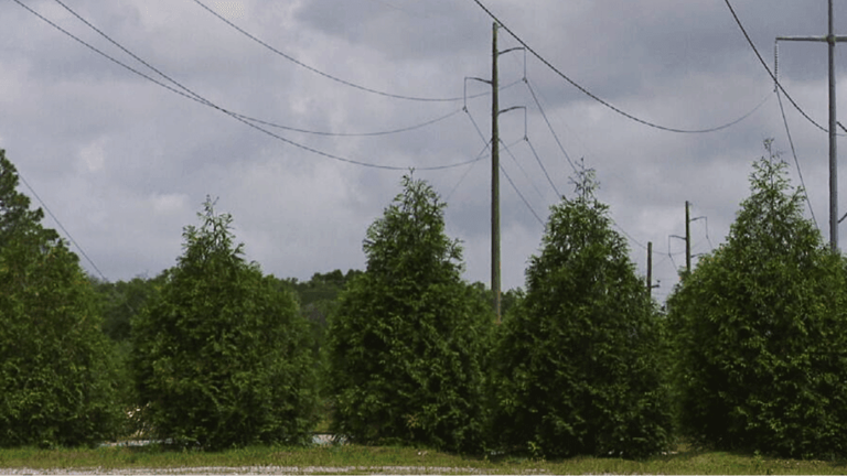 More Santa Rosa County residents report animal losses after power line ...