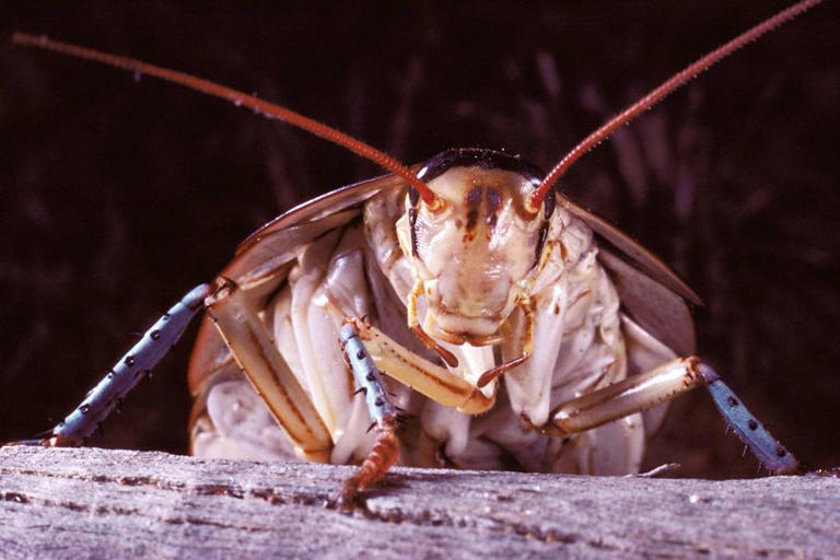 'Mutant' cockroach invasion hits UK city as pests breed in Wi-Fi ...