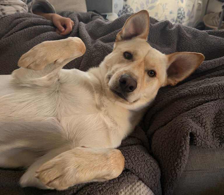 My dog is now obsessed with Chevy EVs and it's all thanks to the weird ...