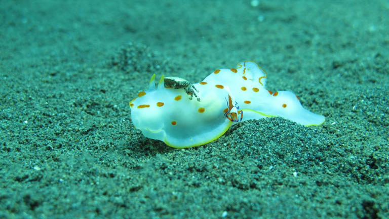A sea slug smaller than a sesame seed just turned up in Taiwan’s ...