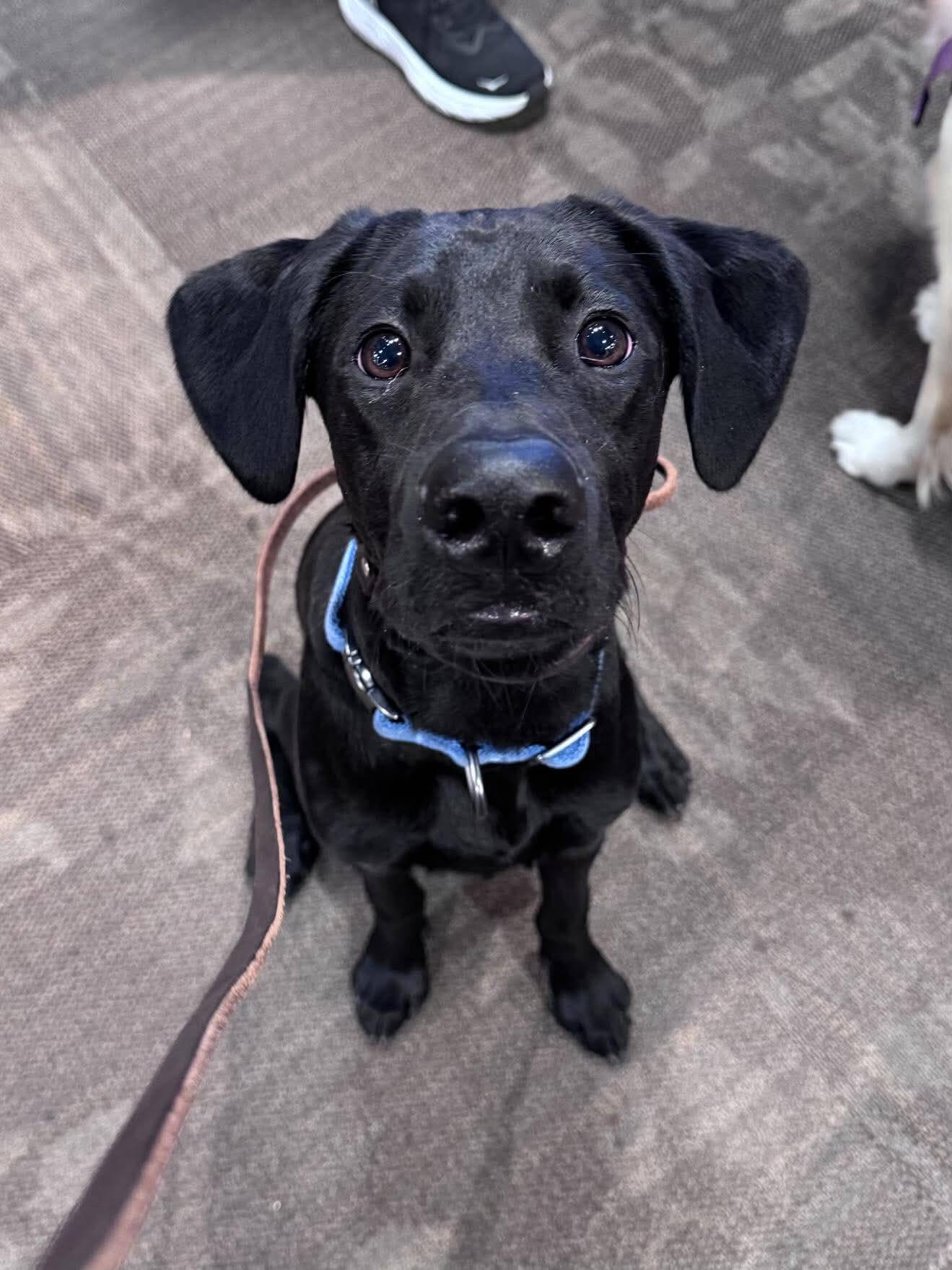She thought she adopted a Labrador puppy — a DNA test revealed his rare ...