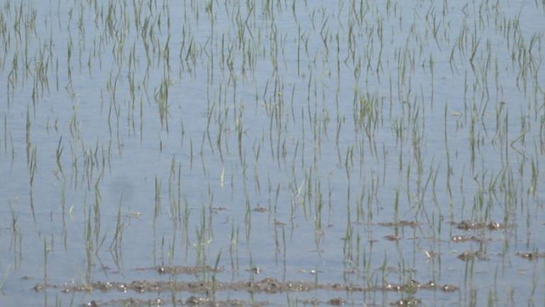 Wet spring delays Butte County rice planting as growers race to meet ...