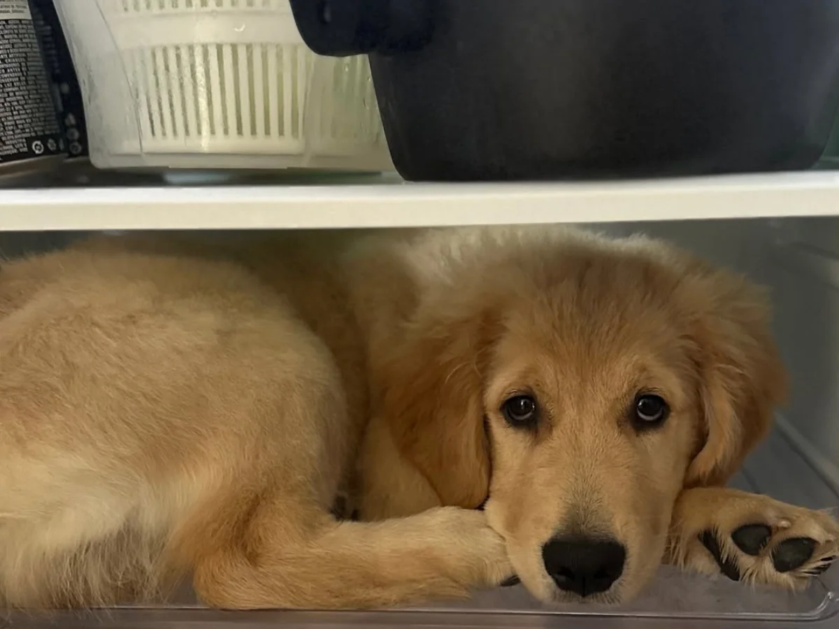 Cachorrinha entra na geladeira para se refrescar e vídeo fofo viraliza ...