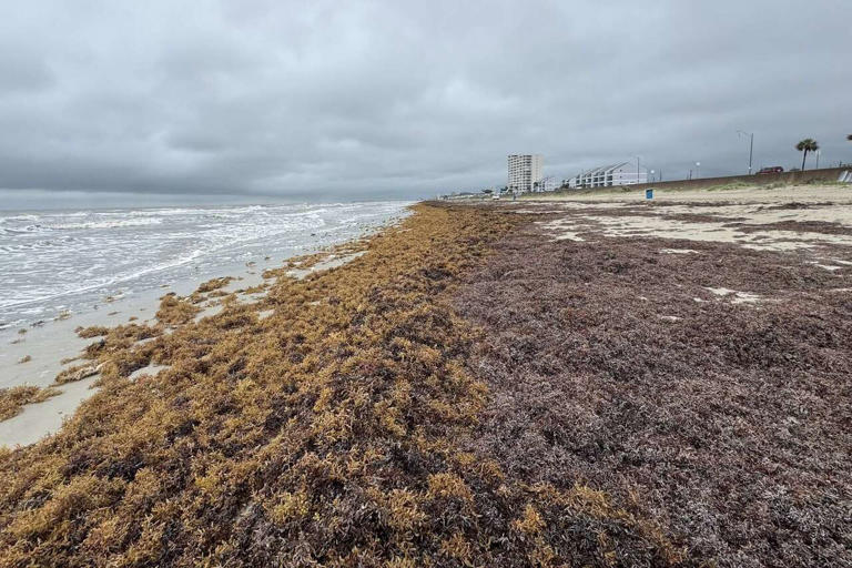 One of Texas' rarest sea turtles has now washed ashore twice in days