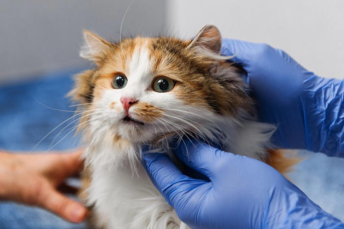 猫に『耳ダニ』が寄生したときに起こる症状4つ 見逃せないサインや対処法を解説
