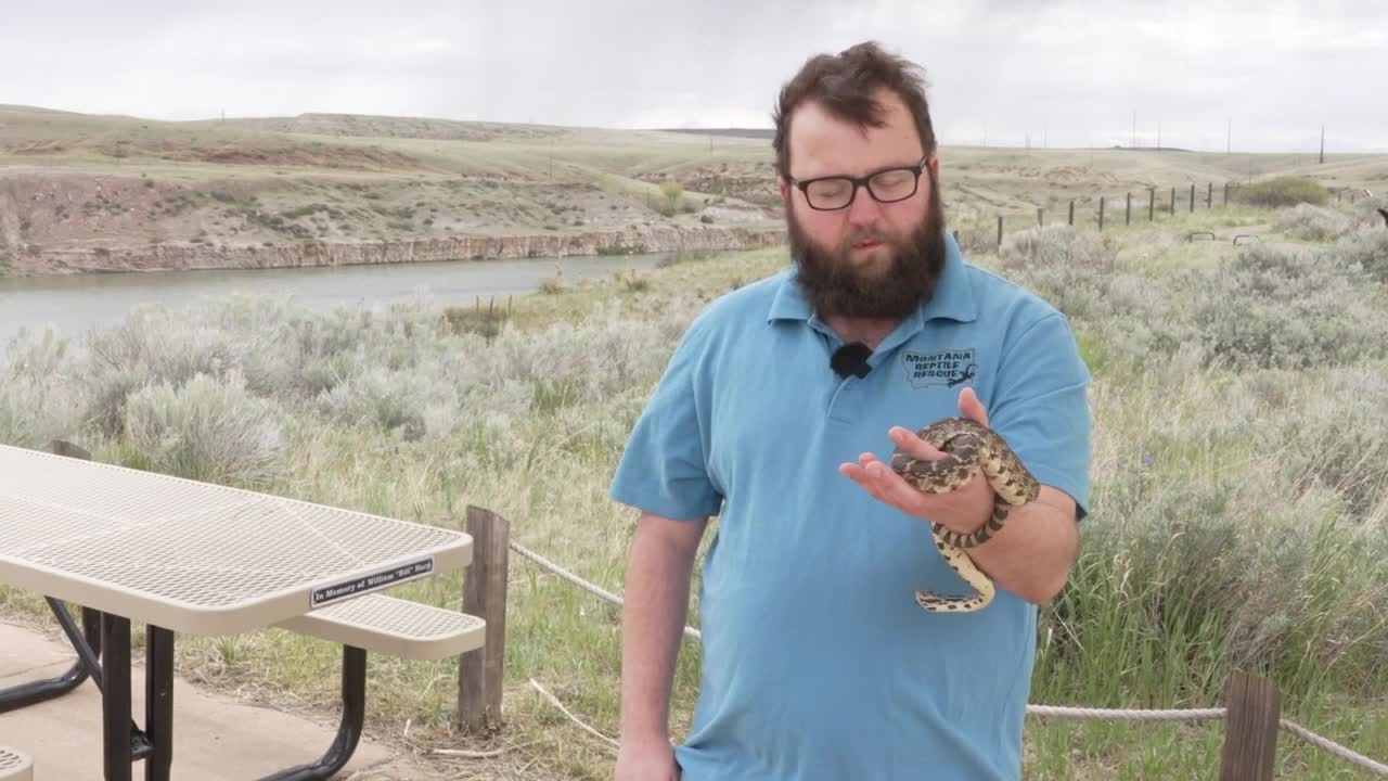 Summer safety: snakes