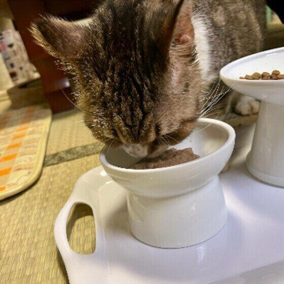 吐き戻しが多い、ウンチが固くなる 愛猫の「健康の困りごと」実例と解決策