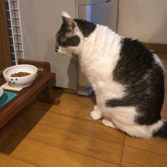 吐き戻しが多い、ウンチが固くなる 愛猫の「健康の困りごと」実例と解決策