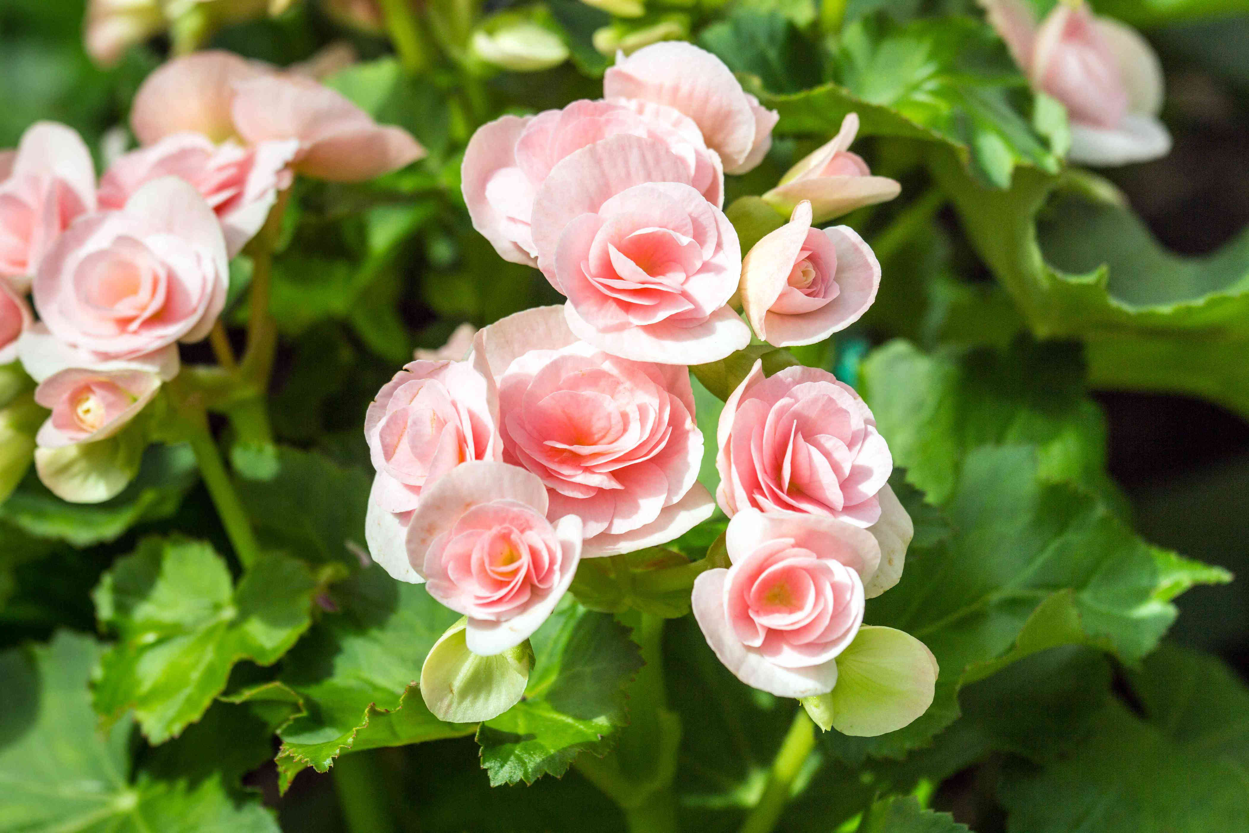 How to grow begonias indoors and outside, according to gardening experts