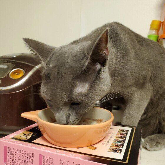 吐き戻しが多い、ウンチが固くなる 愛猫の「健康の困りごと」実例と解決策