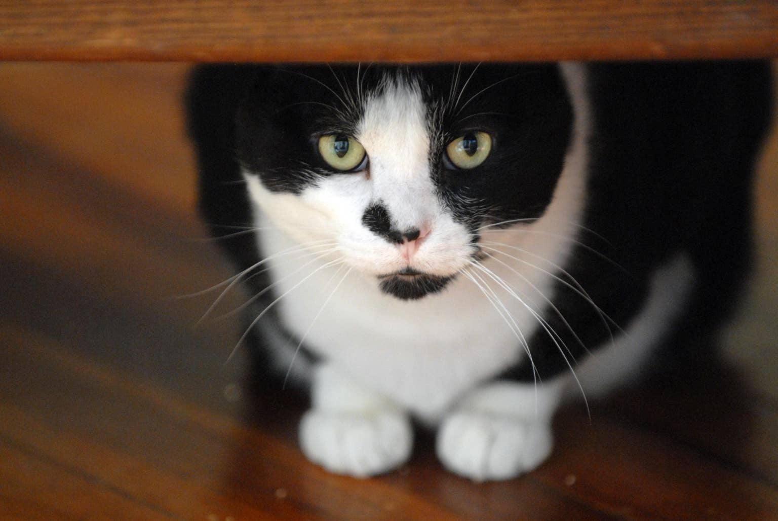 Tuxedo cat attempts to intimidate everyone with his 'scariest' voice ...