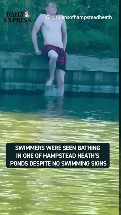 Swimmers defy bans at Hampstead Heath ponds amidst swan nesting season