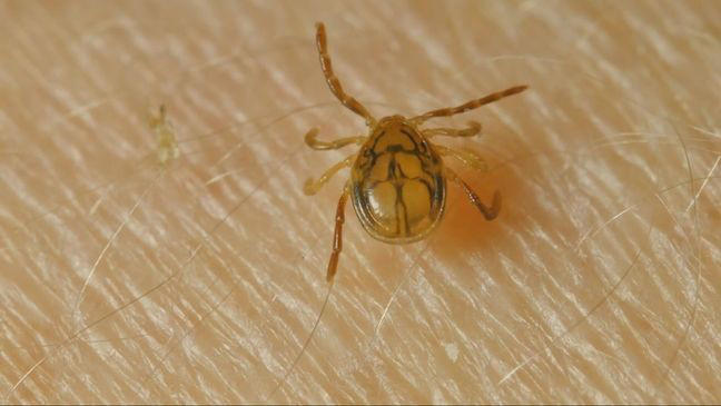 CDC reports rise in ER visits for tick bites as summer nears in Kern County